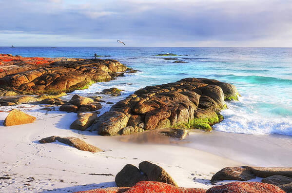 Tantalising Art Print featuring the photograph Morning Fishing - Bay of Fires by Lexa Harpell