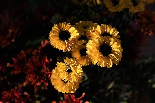 Nature Art Print featuring the photograph Morning Light on Yellow Mums by Sheila Brown