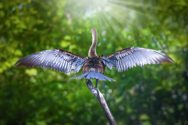Anhinga Art Print featuring the photograph Morning Meditation by Mark Andrew Thomas