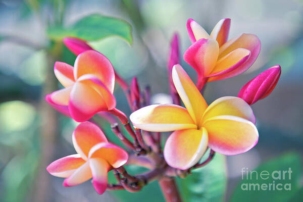 Plumeria Art Print featuring the photograph Morning Mist by Sharon Mau