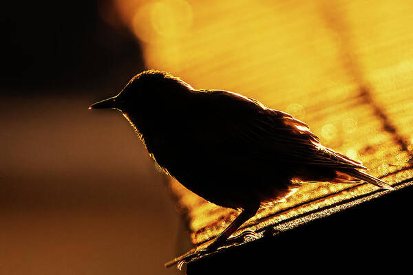 Sparrow Art Print featuring the photograph Morning Silhouette by Rich Kovach