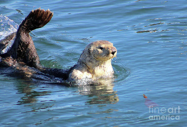 Otter Art Print featuring the photograph Morro Bay Otter by Michael Rock