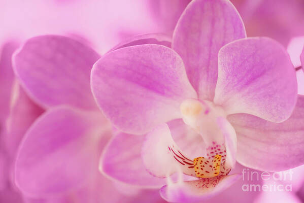 Orchid Art Print featuring the photograph Moth orchid, pretty in pink by Delphimages Photo Creations