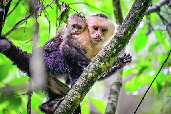 Capuchin Art Print featuring the photograph Mother and Baby Capuchin by Ed Stokes