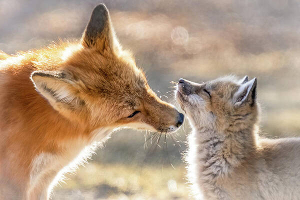 Red Fox Art Print featuring the photograph Mothers Love by James Overesch
