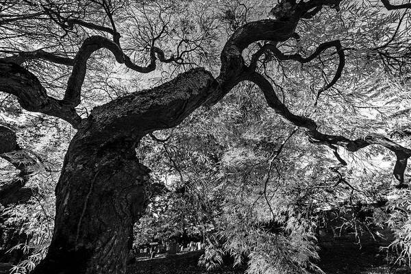 Mount Art Print featuring the photograph Mount Auburn Cemetery Japanese Maple Tree Fall Foliage Cambridge MA Sunrise Reaching for the Sky BW by Toby McGuire