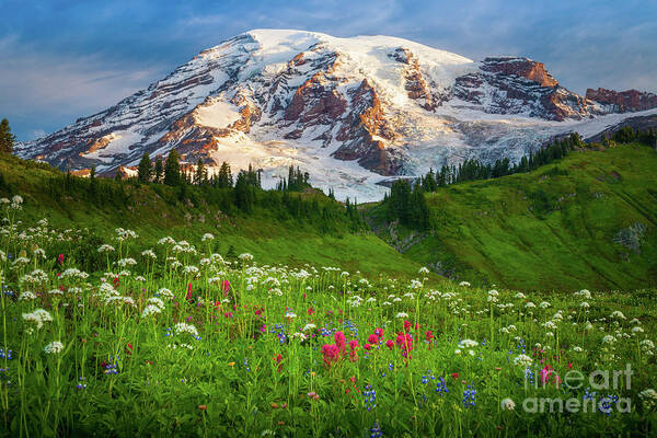America Art Print featuring the photograph Mount Rainier Flower Meadow by Inge Johnsson