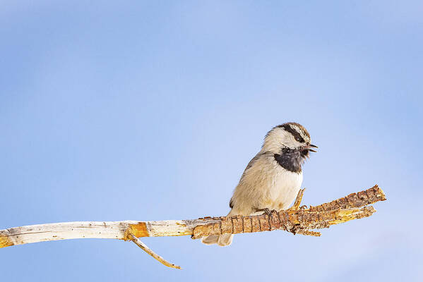 2020 Art Print featuring the photograph Mountain Chickadee in Color by Erin K Images