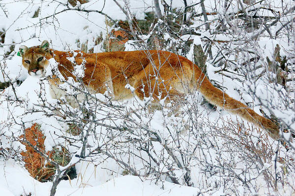 Mountain Lion Art Print featuring the photograph Mountain Lion in the Snow by Rick Wilking