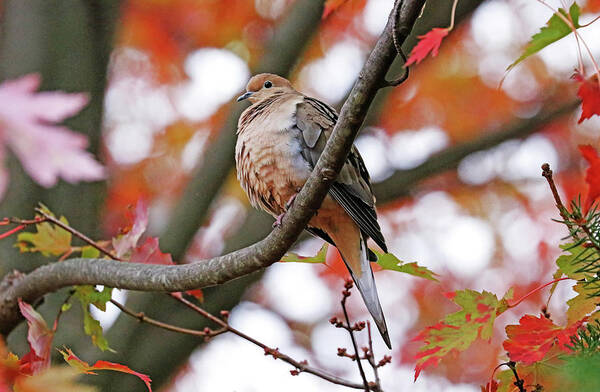 Dove Art Print featuring the photograph Mourning Dove In Fall Maple Tree by Debbie Oppermann