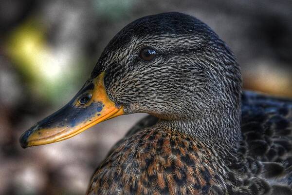 Photo Art Print featuring the photograph American Black Duck by Evan Foster