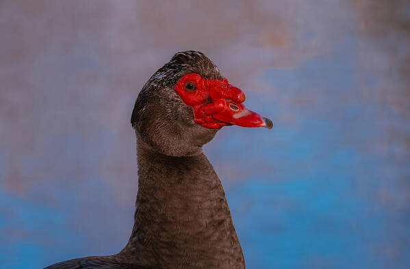 Muscovy Duck Art Print featuring the photograph Muscovy Duck 3 by Fraida Gutovich