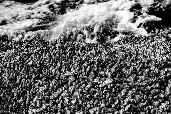 Mussels Sea Art Print featuring the photograph Mussels Black and White 3 by Pelo Blanco Photo