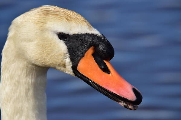Mute Swan Art Print featuring the photograph Mute Swan Portrait by Neil R Finlay