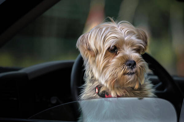 Dog Art Print featuring the photograph My Turn to Drive by Linda Villers