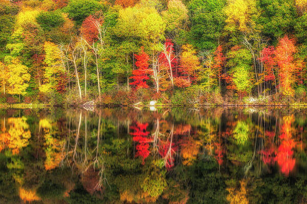 Harriman State Park Art Print featuring the photograph Natures Fall Color Palette by Susan Candelario
