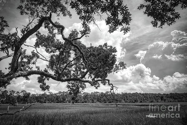 Nature Art Print featuring the photograph Natures Serenity In Black and White by DB Hayes