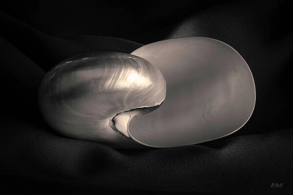 Black Art Print featuring the photograph Nautilus Shell I Toned by David Gordon