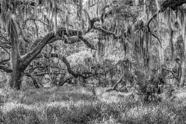 Nature Art Print featuring the photograph 'Neath the Live Oaks by W Chris Fooshee