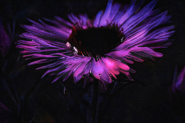 Flower Art Print featuring the photograph Neon Flower by Yasmina Baggili