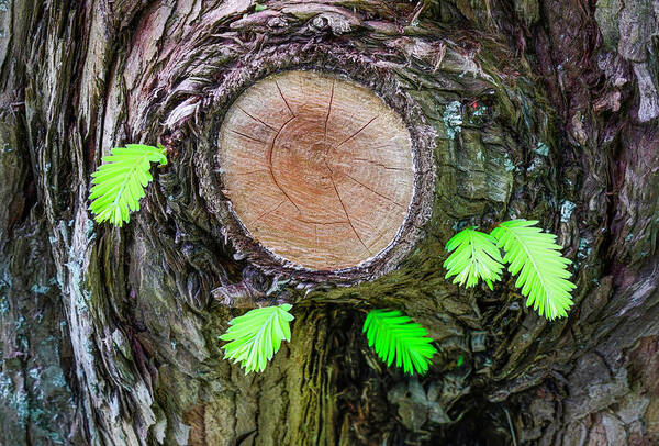 Tree Art Print featuring the photograph New Growth On Old Tree by Gary Slawsky