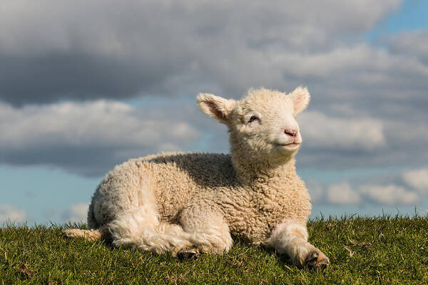 Animal Ear Art Print featuring the photograph Newborn Lamb Basking On Grass by PatrikStedrak