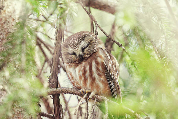 Spring Art Print featuring the photograph Night Owl by Carrie Ann Grippo-Pike