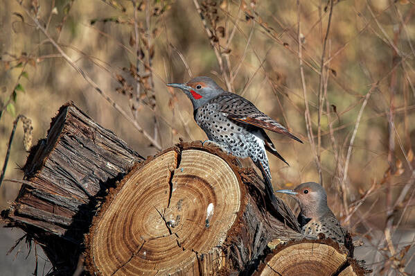 Northern Flicker Woodpecker Art Print featuring the photograph Northern Flickers by Rick Mosher