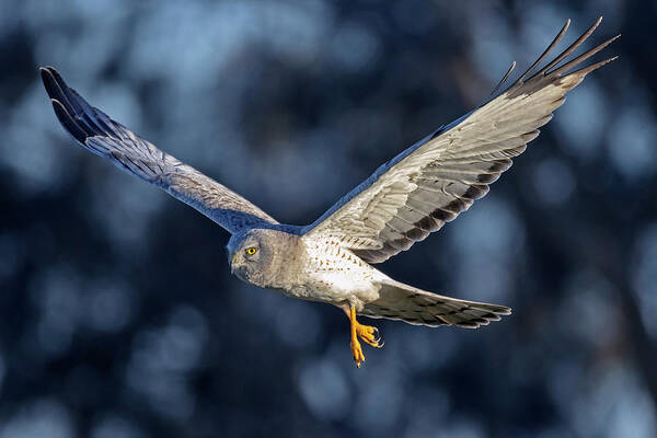  Art Print featuring the photograph Northern Harrier #1 by Carla Brennan