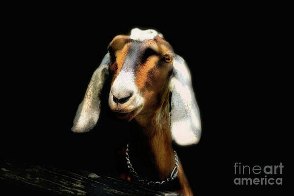 Goat Art Print featuring the photograph Nubian Goat by Elaine Manley