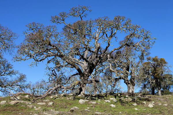 Tree Art Print featuring the photograph Oak Tree and Rocks by Rick Pisio