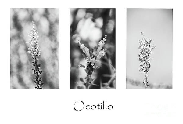 Ocotillo Art Print featuring the photograph Ocotillo by Elisabeth Lucas