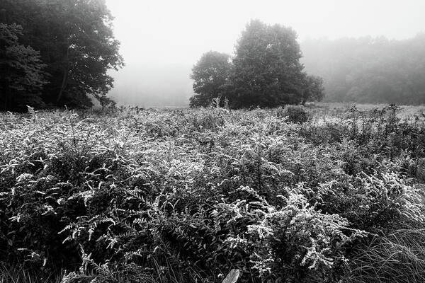 Landscape Art Print featuring the photograph Of Mist and Trees and Goldenrods 1 bw by Dimitry Papkov