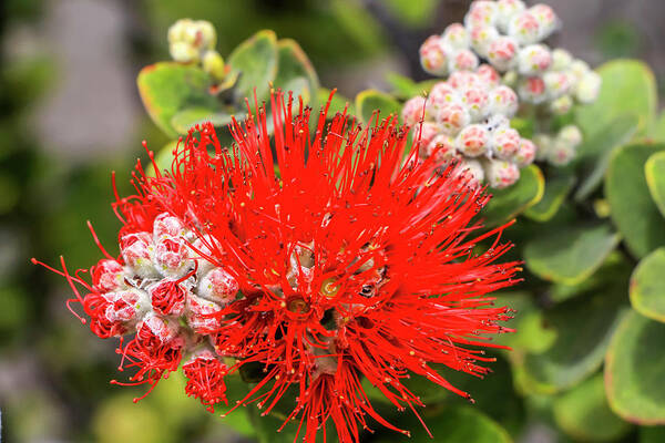 Big Island Art Print featuring the photograph Ohia Lehua by Dawn Richards