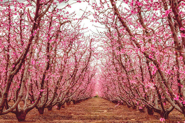 Blossom Trail Art Print featuring the photograph Old Fruit Trees With New Blossoms by Elvira Peretsman