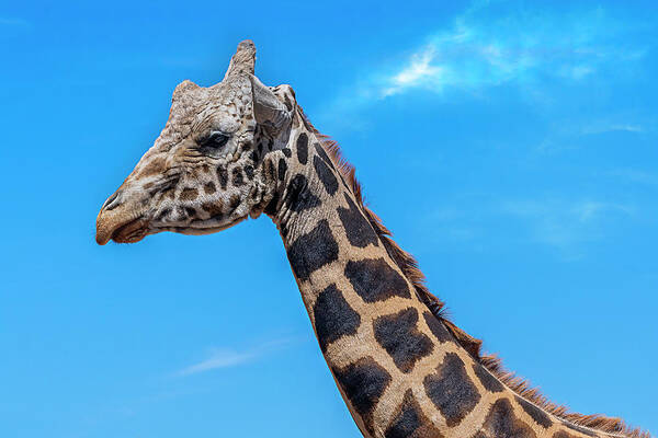 Art Print featuring the photograph Old Giraffe by Al Judge