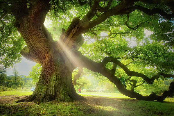 Old Oak Art Print featuring the photograph Old oak in the morning light by Remigiusz MARCZAK