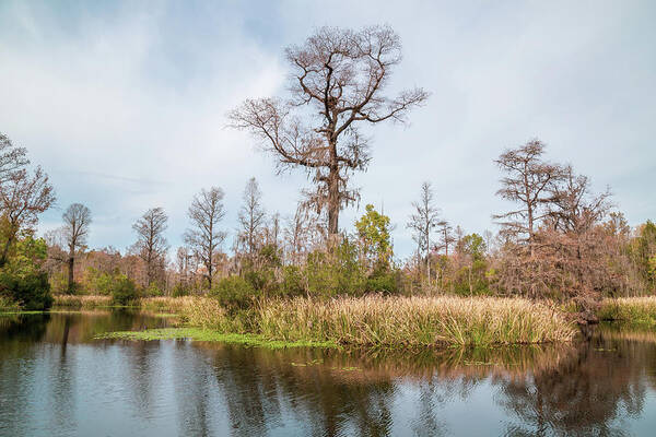 Alligator Art Print featuring the photograph Old Santee Canal Park 7 by Cindy Robinson