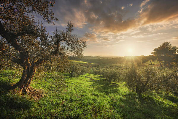 Olive Art Print featuring the photograph Olive grove in Alta Maremma. Tuscany by Stefano Orazzini