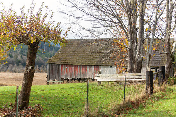 Olympic Peninsula Art Print featuring the photograph Olympic Peninsula Barn by Cathy Anderson