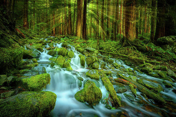 Sol Duc Art Print featuring the photograph Olympic Rainforest by Dan Mihai