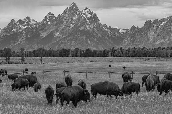 Grand Teton National Park Art Print featuring the photograph On The Range by Melissa Southern