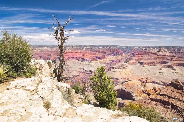 Grand Canyon Art Print featuring the photograph Once a Tree by Segura Shaw Photography