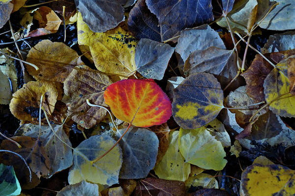 Leaves Art Print featuring the photograph One Leaf by Jeremy Rhoades