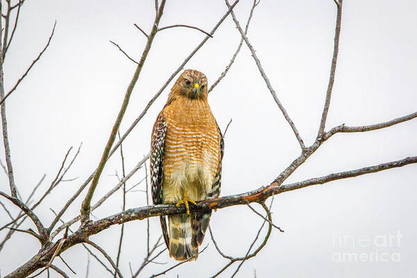 Hawk Art Print featuring the photograph One Legged Perch by Tom Claud
