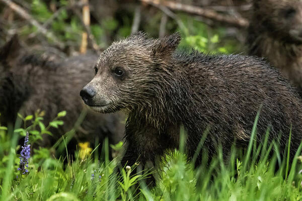Grizzly Bear Art Print featuring the photograph One Wet Little Bear Cub - Grizzly 399's Cub by Belinda Greb
