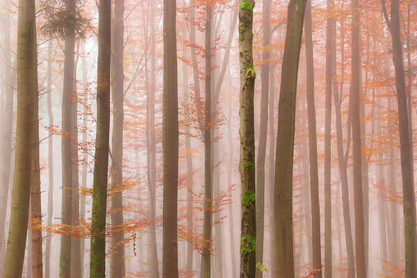 Autumn Art Print featuring the photograph Orange Fog by Alexander Kunz