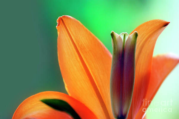 Orange Lily Art Print featuring the photograph Orange Lily by Terri Waters