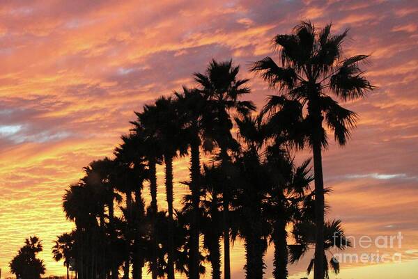 Sunset In Daytona Beach. Palm Trees Silhouetted Against A Red-orange Sky. Art Print featuring the photograph Orange Sunset in Daytona Beach by Dodie Ulery