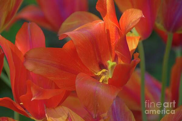 Flowers Art Print featuring the photograph Orange Tulips by Diana Mary Sharpton